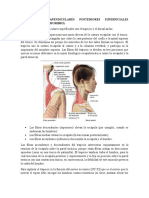 Músculos Axioapendiculares Posteriores Superficiales