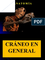 CFC - HUESOS DEL CRÁNEO