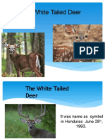 The White Tailed Deer