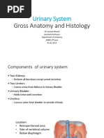 Gerota's Fascia: Anatomy and Imaging Insights | PDF | Kidney | Medical ...