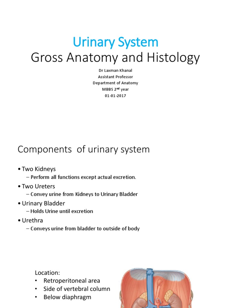Gross Anatomy and Histolgy of Urinarysystem | PDF | Kidney | Urinary