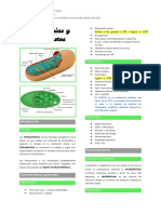 Mitocondrias y Cloroplastos