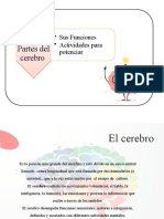 Partes del cerebro y actividades 1