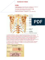 Huesos de Torax