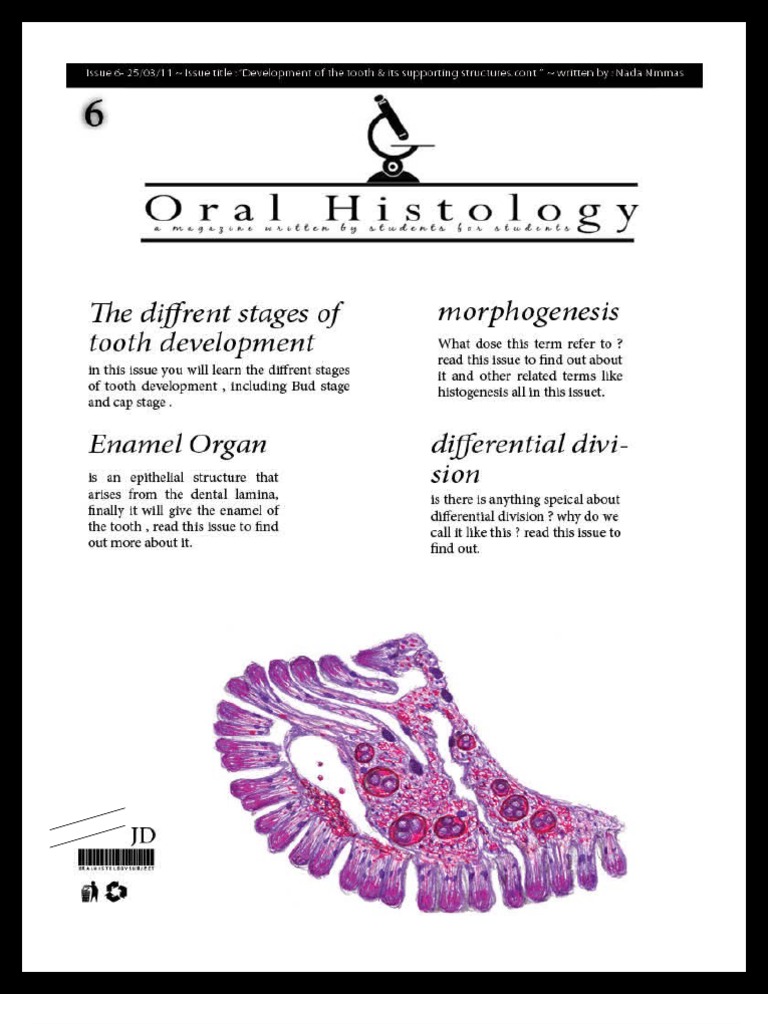 Enamel Organ Development Stages | PDF | Tooth Enamel | Tooth