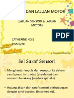 LALUAN SENSORI & MOTOR