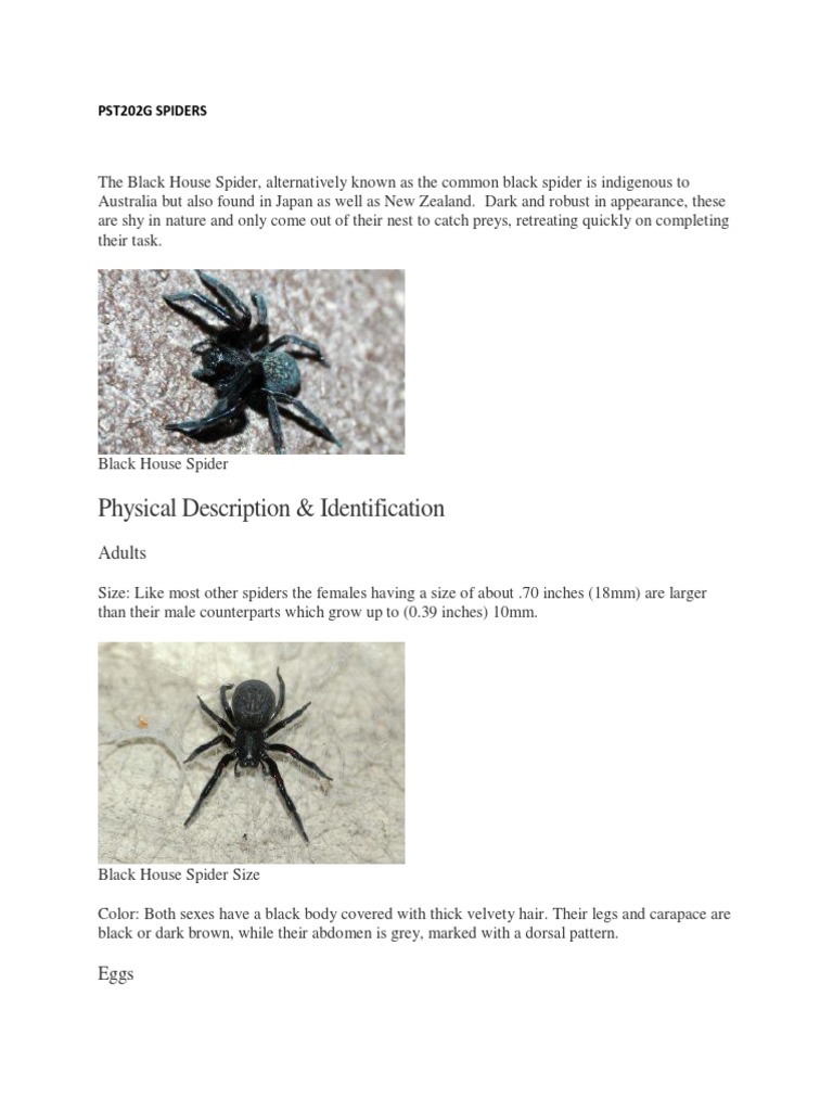 PST202G Spiders 2 | PDF