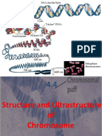 Ultra Structure of Chromosome