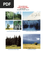 Download Contoh Gambar Gambar Bioma by dahidzahidah SN51626603 doc pdf