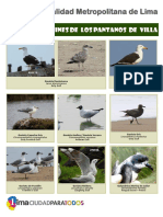 Cartilla de Gaviotas de Pantanos de Vill