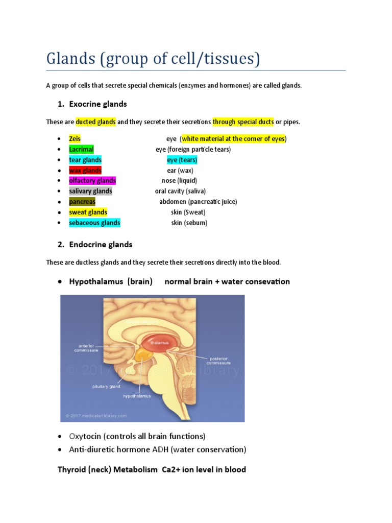 Which Glands Are Widely Distributed Throughout The Body