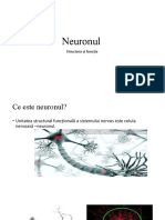 PP Neuronul