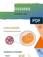 Mitocondris PDF