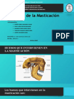 Anatomia de La Masticacion