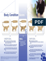 Body Condition Score Cat Updated August 2020