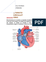 Aparato Circulatorio