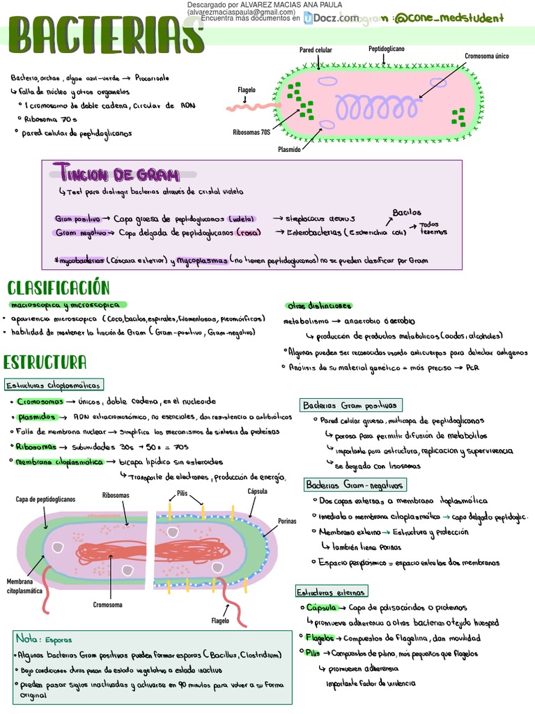 Resumen Bacterias 1 Downloable | PDF | Bacterias Gram Positivas | Las ...