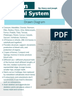 Skeletal System Project