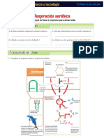 1 Ficha Respiración Aeróbica