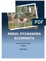 Pycnandra Acuminata