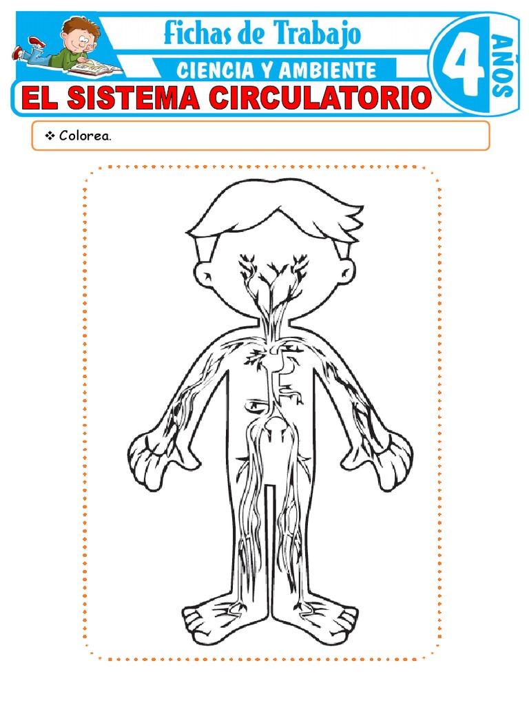 Actividades del Sistema Circulatorio Infantil | PDF