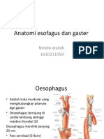Anatomi Esofagus Dan Gaster