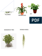 AERIAL PLANTS