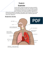 Week # 6 Respiration: Respiratory System