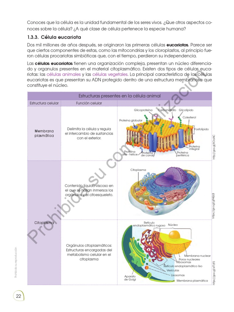 Estructura y función de células eucariotas | PDF | Citoplasma ...