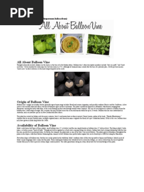 All About Balloon Vine Pdf Taste Leaf Vegetable