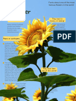 Yellow Organic Natural Sunflower Biology Worksheet 1