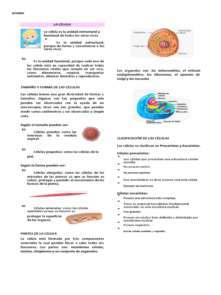 Biologia La Celula 4 Primaria | PDF | Biología Celular) | Plantas