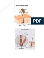 Estructura Del Cabello