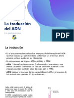 Traducción del ADN a proteínas en