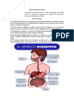 Sistema Del Cuerpo Humano