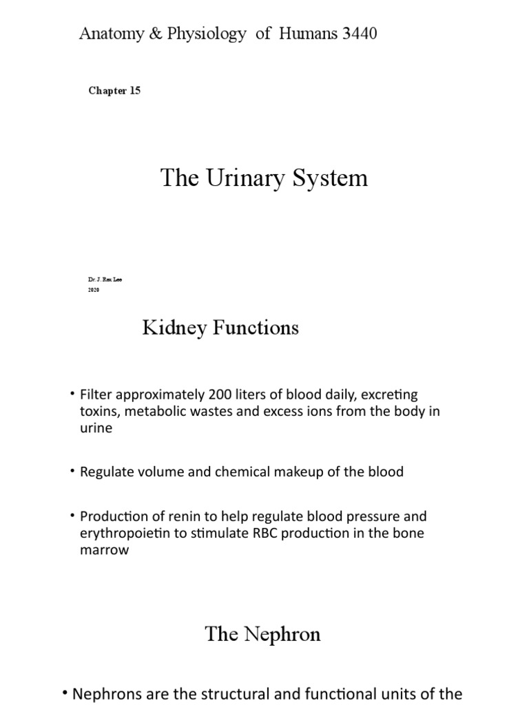 Urinary System Anatomy and Functions | PDF | Kidney | Human Anatomy