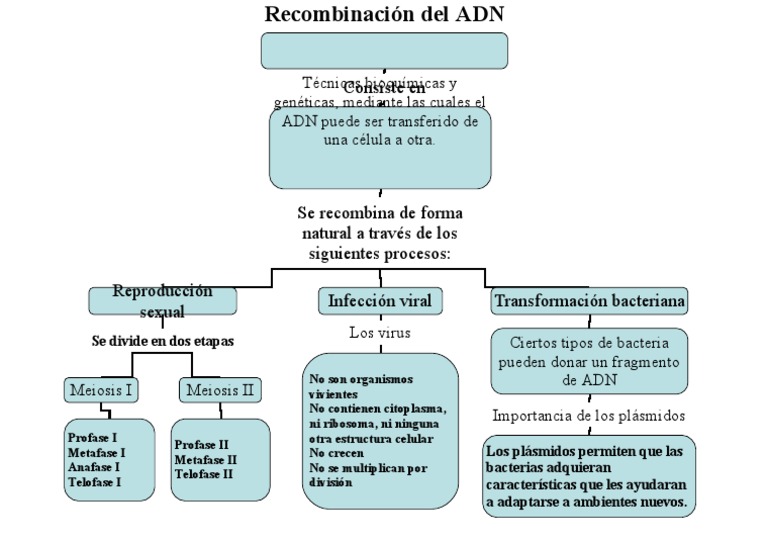 Mapa Conceptual Recombinacion Del ADN | PDF