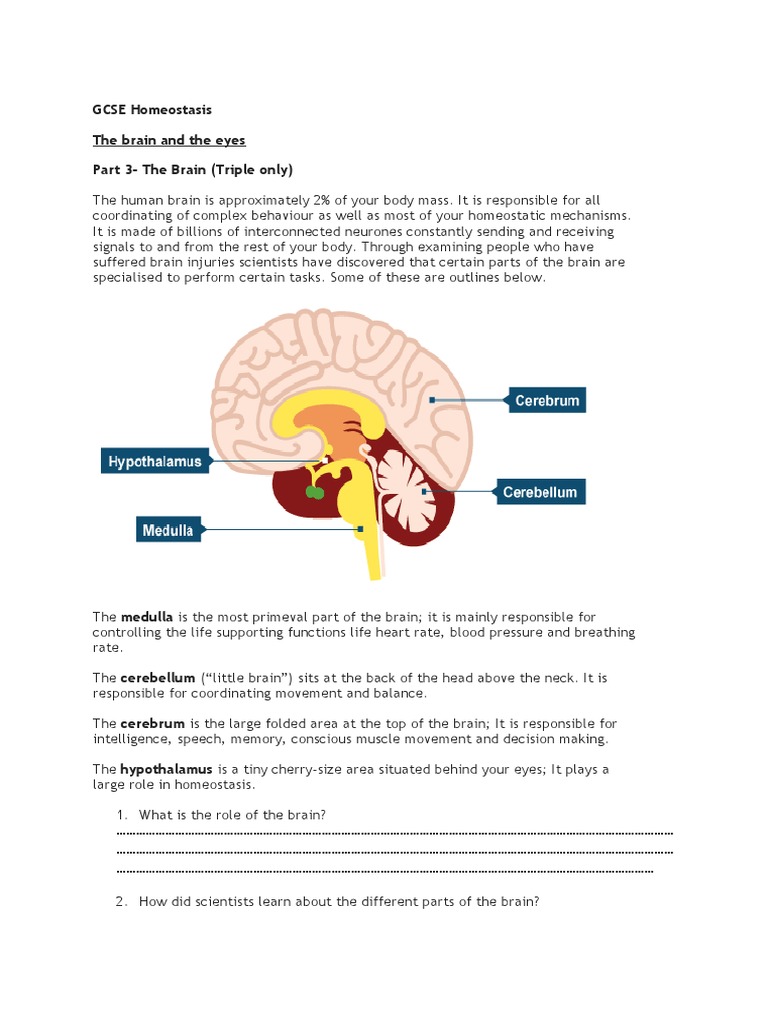 GCSE Homeostasis: Brain and Eye Functions | PDF | Eye | Homeostasis