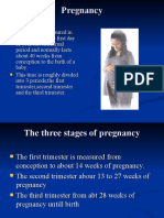 Stages of Pregnancy Guide
