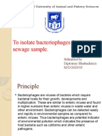 To Isolate Bacteriophages From Sewage Sample.: West Bengal University of Animal and Fishery Sciences