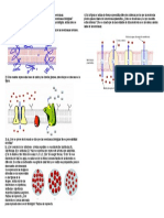 Diagnóstico Membrana Plasmática y Función de 4to