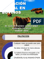 Presentacion Palpacion Universidad