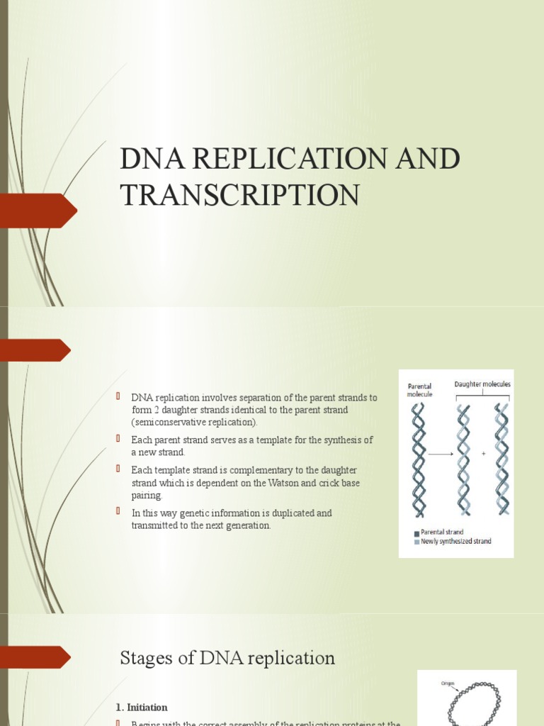 Dna Replication and Transcription | PDF | Dna Replication | Primer ...
