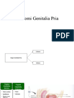 Anatomi Dan Histologi Genitalia Pria