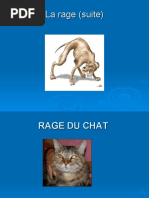 Expose Sur Le Chat Pdf Chats Domestication