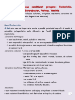 Enterobacteriaceae Conditionat Patogene