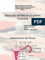 Desarrollo feto primer trimestre