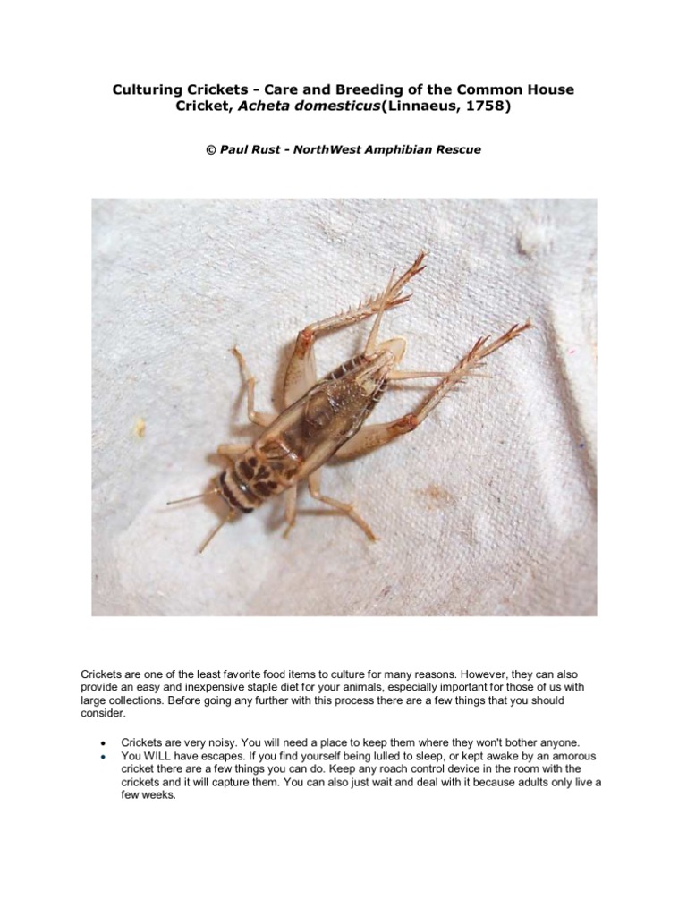 Culturing Crickets PDF Odor Foods