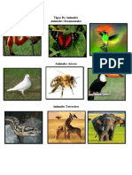 Tipos de Animales Animales Aéreos Animales Terrestres Animales Acuáticos Imagenes 3 Ejemplos de Cada Uno