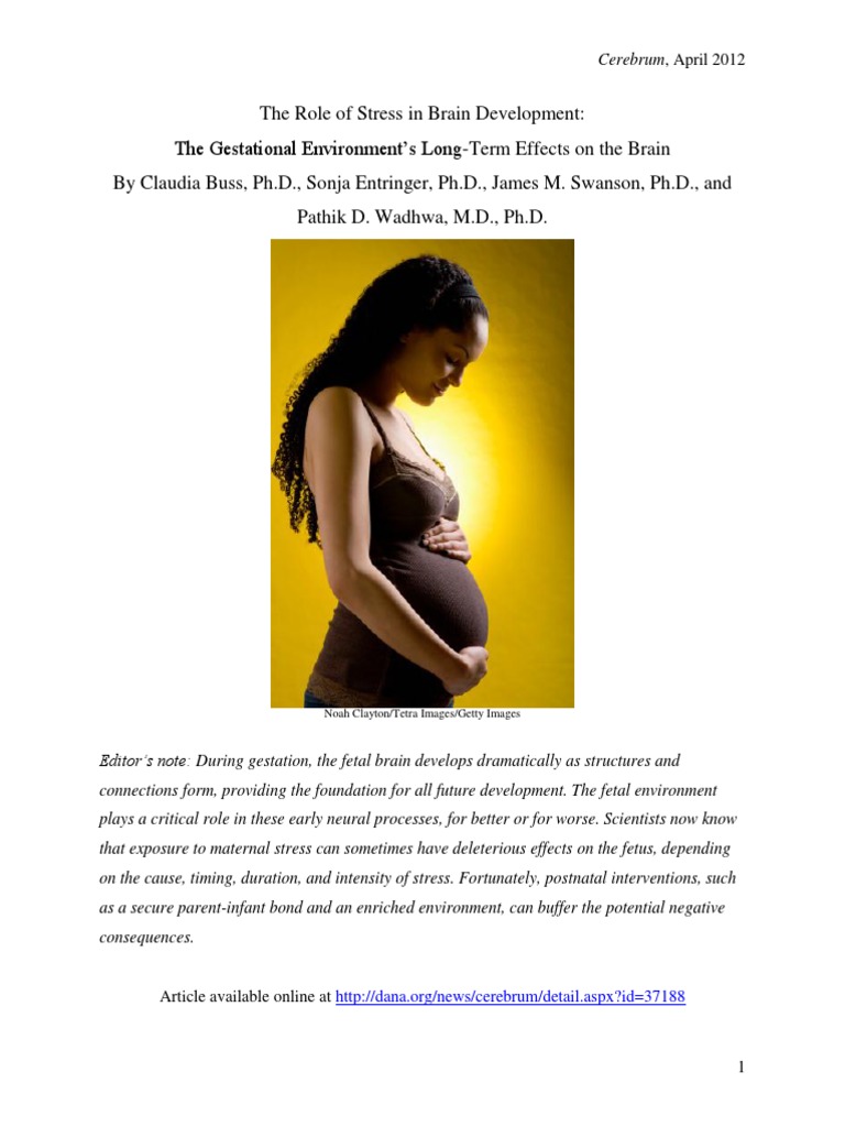 Copia de The Role of Stress in Brain Development | PDF | Prenatal ...